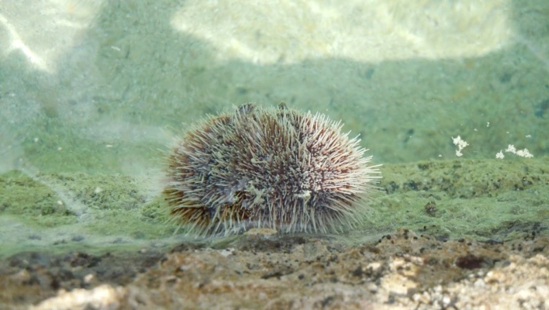 Предпринимателей Сахалина обрадовали изменения в Правилах рыболовства