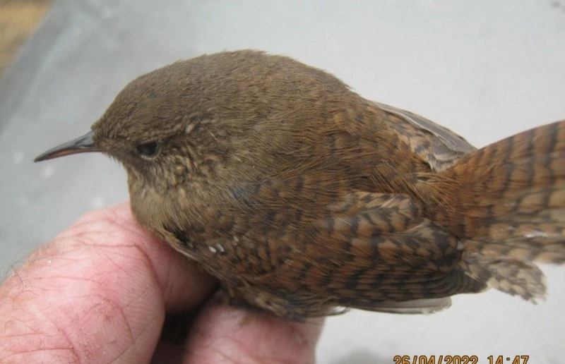 Маленькую соловушку спас инспектор по охране леса в Углегорском районе