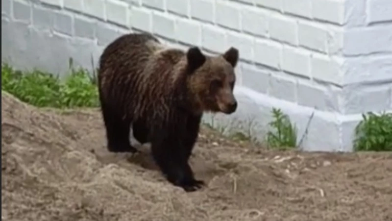Молодого медведя прогнали из двора охинские собаки