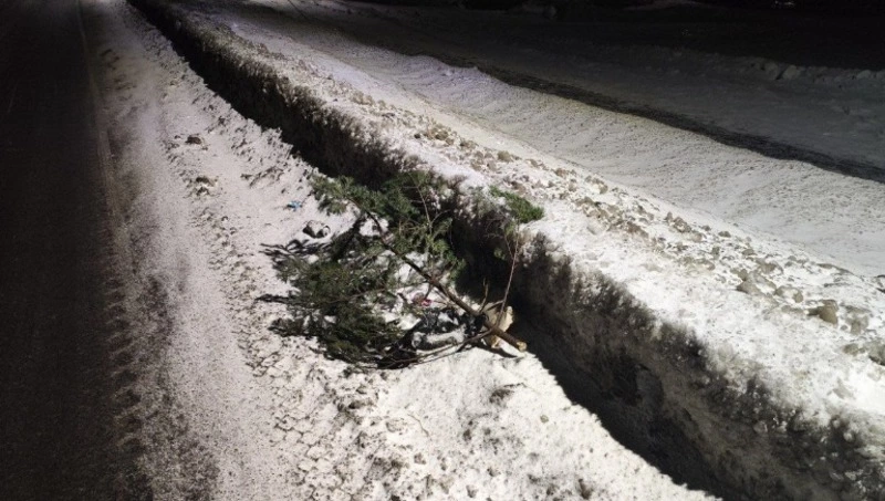 Правильно выброшенные елки переработают для вольеров собачьего приюта в Курильске