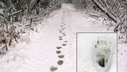 Специалисты посчитают количество зверей и птиц на Сахалине по следам на снегу