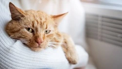 Отопление отключат в школе и на нескольких улицах Южно-Сахалинска 21 апреля