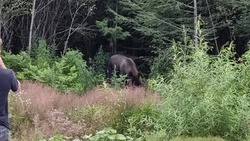 Крупного медведя заметили на одной из улиц Шахтерска