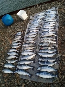 На Сахалине браконьеры бросили улов почти на 600 тысяч рублей