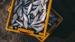 Рыбу по доступным ценам предложат жителям Корсакова 30 и 31 марта