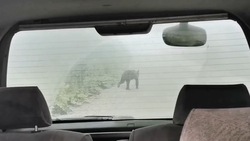 Крупного медведя заметили туристы на Курилах возле вулкана Головина: ВИДЕО