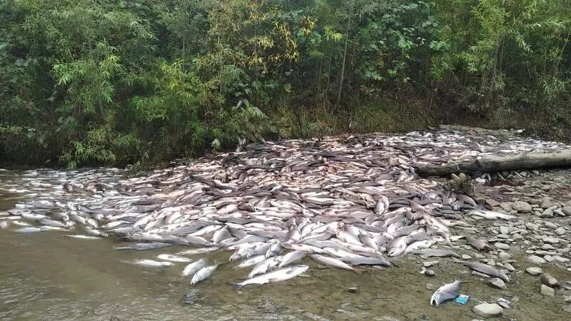 В Макарове обещали наказать виновных в уничтожении  рыбы