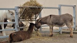 Годовалая уарисо подружилась с бабушкой-ослом в сахалинском зоопарке