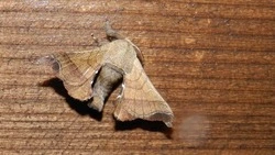 Вымерший в России вид бабочки нашли ученые из Новосибирска на Курилах