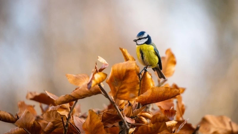 Церковный праздник 12 ноября 2024: что нельзя делать в этот день, приметы