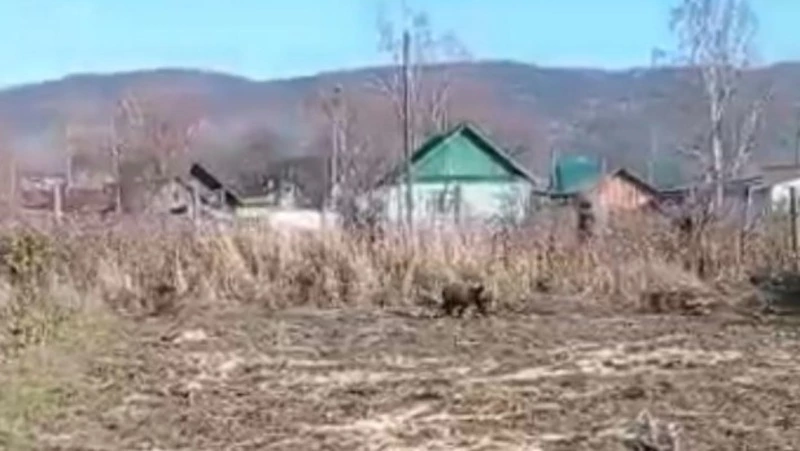 Маленький медведь прогулялся по огородному участку в Тымовском