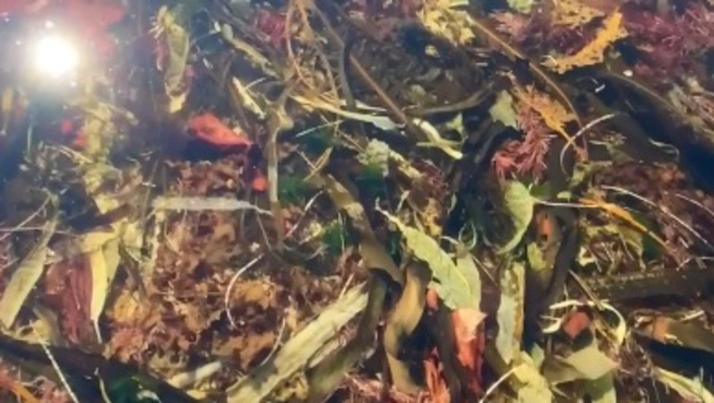 В выходные мыс Птичий открыл сахалинцам подводный мир