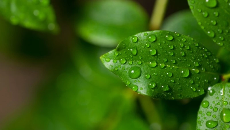 Церковный праздник 17 июля 2024: что нельзя делать в этот день, приметы