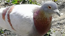 Окольцованный голубь поселился во дворе у сахалинки