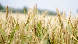 Путин поручил ввести сельскохозяйственные земли в оборот до 1 июня