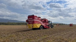 Больше 40 тысяч тонн картофеля соберут на полях Сахалина
