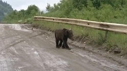 Жителей Сахалина предупредили о возможном выходе медведей в города