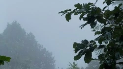 Дождь, туманное утро и до +28 градусов ждет жителей Сахалина и Курил 17 июля