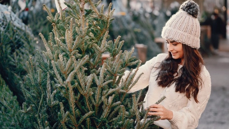 Розыгрыш живых елок проводят среди жителей Южно-Сахалинска