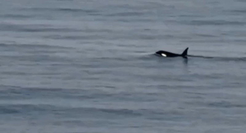 Косатка проплыла у берегов Курил и попала в объективы камер жителей