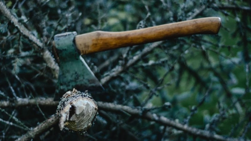 Сахалинец вырубил в лесу дорогу для большегруза и попал в суд