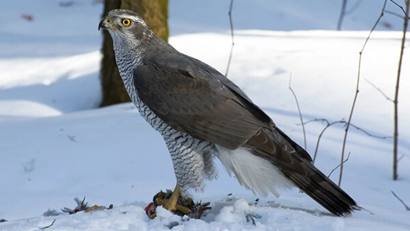 Тетеревятника и еще 18 животных могут внести в Красную книгу Сахалинской области