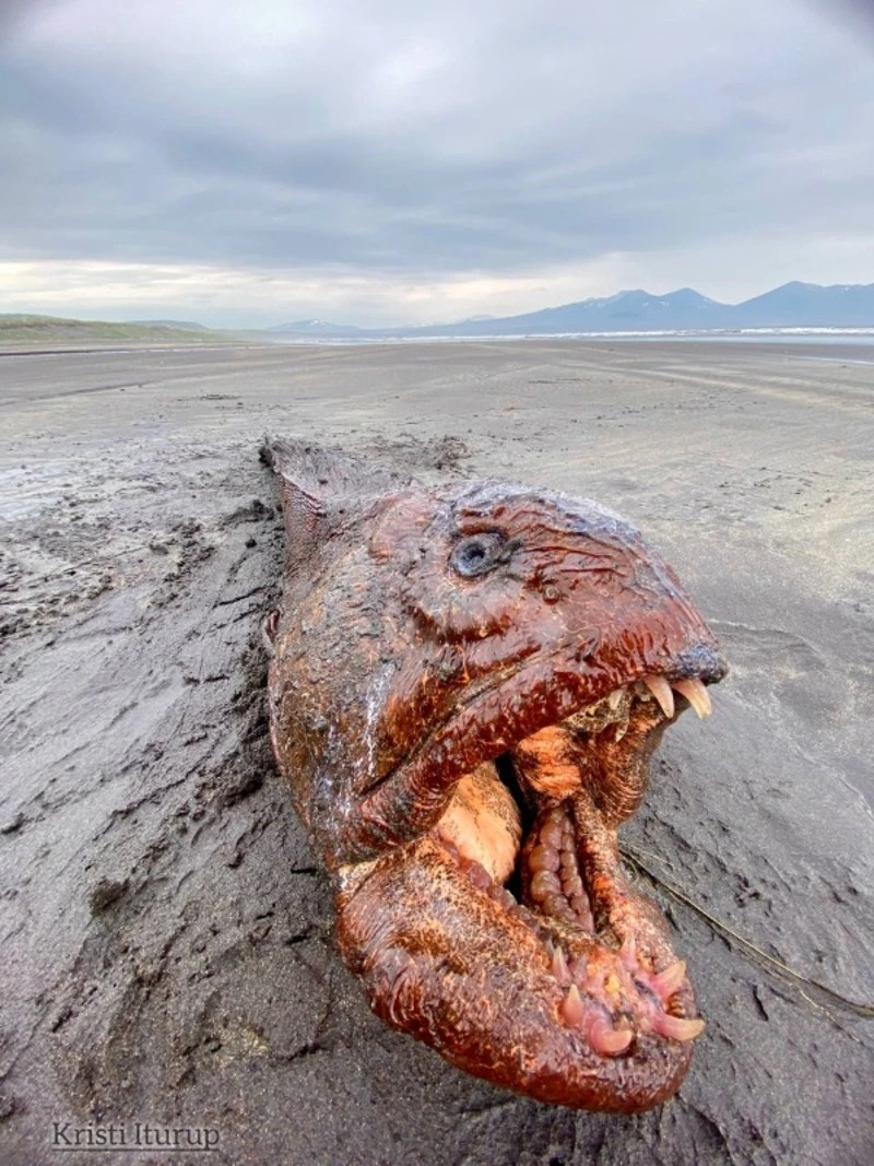 «Ужас какой! Немного испугался»: пасть рыбы-собаки показали крупным планом на Курилах