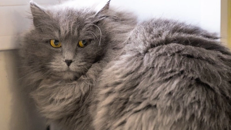 Робкая Пеппи в поисках дома: кошка, преодолевшая жизненные трудности, ждет своих хозяев на Сахалине