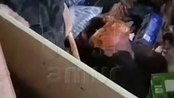 Трупы кошек разлагаются третью неделю в квартире умершей хозяйки в Эльбане
