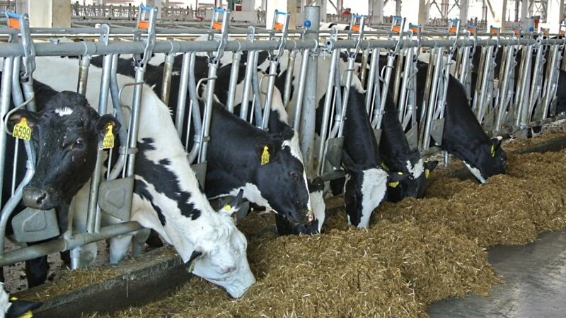 Резидент ТОР «Южная» намерен обеспечить сахалинцев кефиром, творогом, сметаной, маслом и сыром