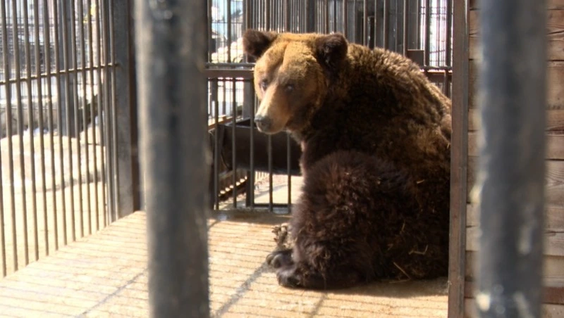 В Сахалинском зоопарке рассказали, с каким аппетитом медведи вышли из спячки