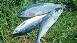 Новый участок для любительской рыбалки организуют на реке Пильво