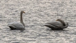 Лебеди прилетели в Невельск в последние дни марта 2023 года