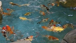 Сахалинский зоопарк показал «детский сад» экзотических рыб