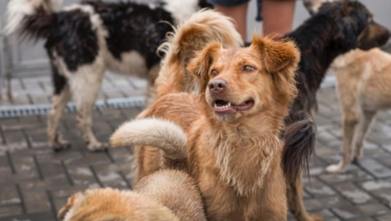 Более 30 бродячих собак отловили на улицах Южно-Сахалинска за неделю