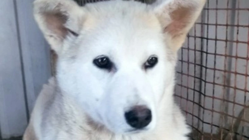 «Лишь бы прокормить»: собакам в сахалинском приюте требуется помощь и забота