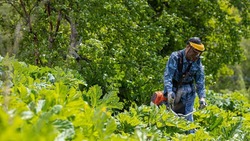 Еще 17 гектаров земли очистили от борщевика в Южно-Сахалинске