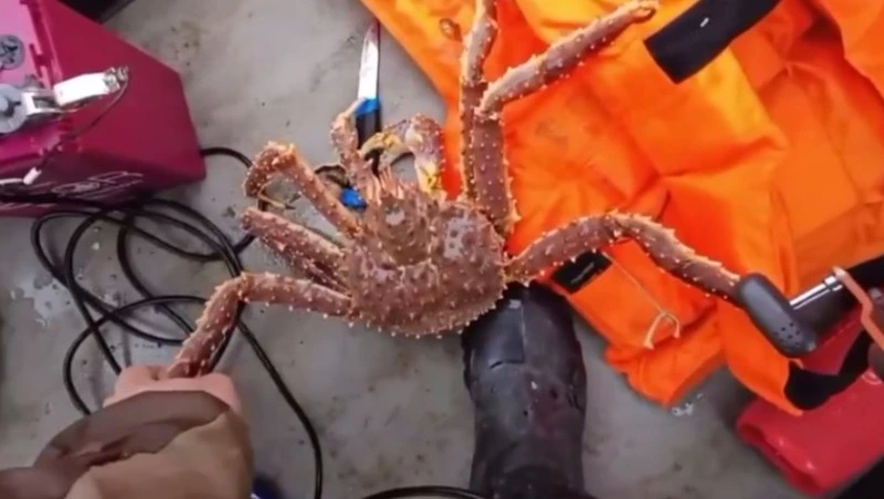 Пойманная самка краба схватила нож и «угрожала» рыбаку на Сахалине