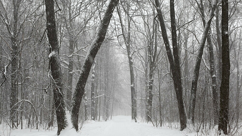Жители Охи не захотели делить новый парк с клубом дрессировки собак