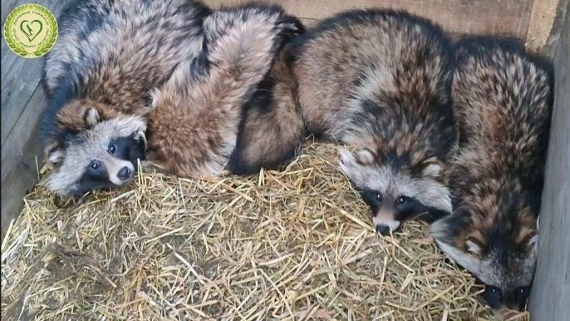 «Выкатились как шарики»: волонтеры на Сахалине вылечили и выпустили на волю четырех еноток