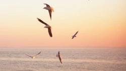 В Корсаковском районе ввели карантин из-за гриппа у водоплавающих птиц