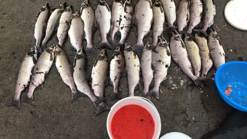 В Охе двое мужчин выпотрошили горбушу ради икры