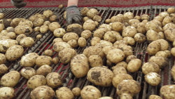 Уборка картофеля запоздала на Сахалине