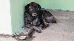 Больше 15 бездомных собак поймали в Южно-Сахалинске в выходные