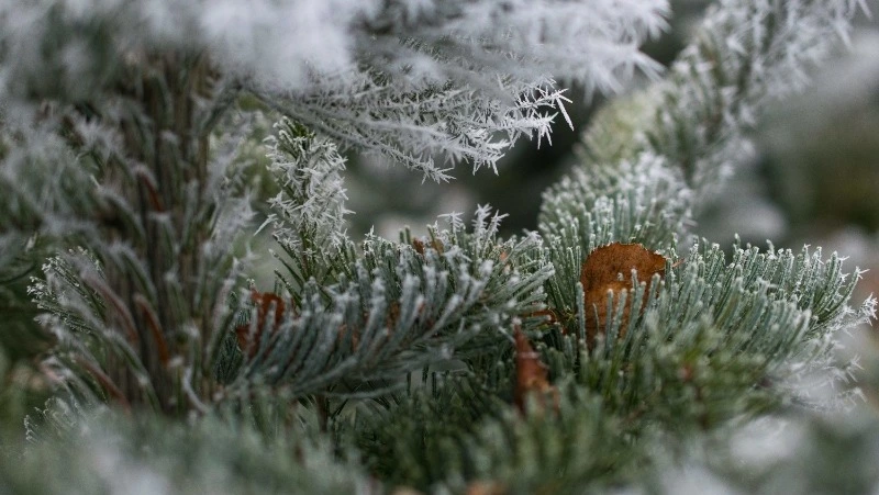 Морозы до −36 градусов и снег придут в Сахалинскую область 24 января