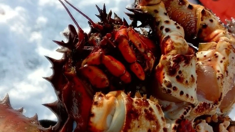 Сахалинец показал краба с аномальными конечностями и задумался о его выживании