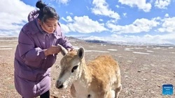 Китайские ученые внедрили животноподобного робота в стадо тибетских антилоп