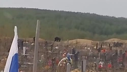 В Охе заметили медведей на городском кладбище