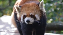 Только 1 из 10 распознает всех краснокнижных животных: тест