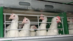 «Островная» объяснила, откуда взялась воняющая свалка куриц